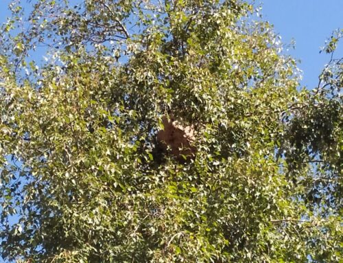 Tala de árboles en Cantabria, señales de que un árbol necesita una por seguridad 